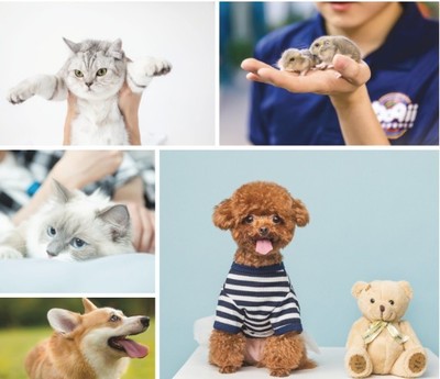 美股新股前瞻|波奇宠物赴美 “狗粮”卖不出仍“流血”上市？