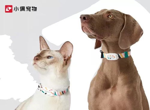 精致养护，让你的宠物闪闪惹人爱