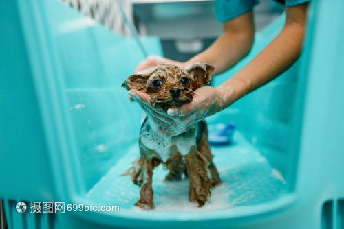 宠物美容新风尚 专业技师如何为爱犬打造完美洗浴体验