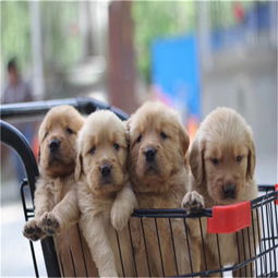 纯种精品金毛活体幼犬 健康保障与贴心服务全解析