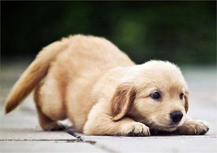 宠物经济火爆，服务与用品行业迎来黄金发展期