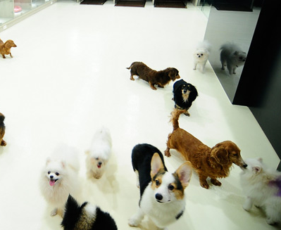 宠物活动区 为主人分忧，让爱宠尽兴的乐园