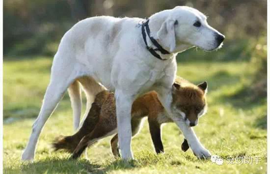 跨越边界的温情 宠物服务中的无差别关爱