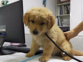 深圳福田莲花三村 24小时宠物医院的强劲实力，守护您的爱宠健康