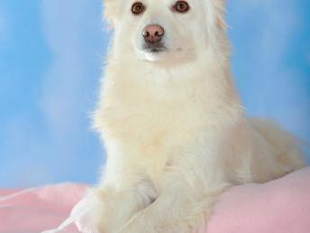 玉泉路家庭式宠物寄养 让爱宠在“幸福家居”中享受陪伴，贴心接送服务覆盖北京